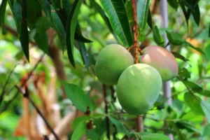 depositphotos_44645733-stock-photo-green-mangoes-on-the-tree