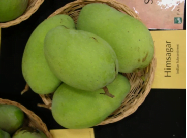 Himsagar and Kishan Bhog Mangoes - Murshidabad, West Bengal, 24 Varieties Of Mangoes