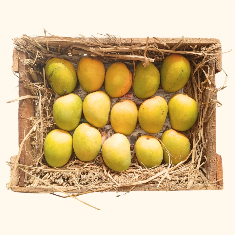 Devgad Hapus Peti (Raw Alphonso Mango)