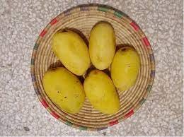 Chausa Mangoes - Hardoi, Uttar Pradesh, 24 Varieties Of Mangoes