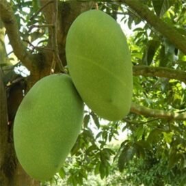 Fazli Mangoes - Bihar/West Bengal, 24 Varieties Of Mangoes