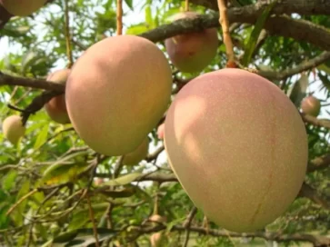Mankurad Mangoes - Goa