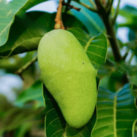 Kilichundan Mangoes - Kerala, 24 Varieties Of Mangoes