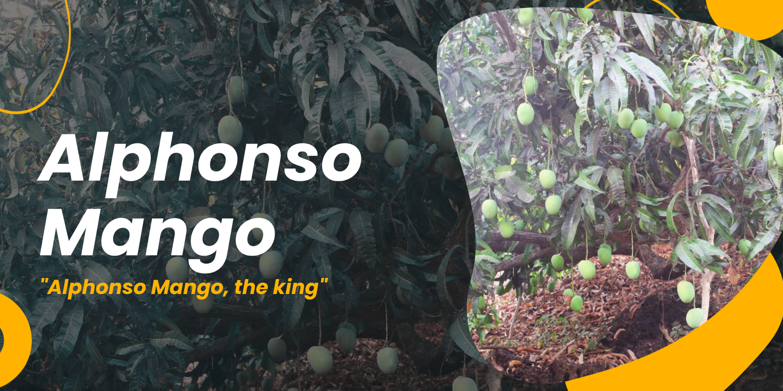 Alphonso Mango Blog