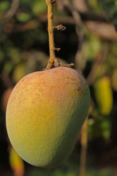 Alphonso Mango