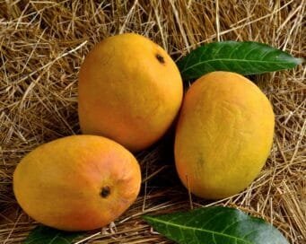 Alphonso Mango Buy Online 