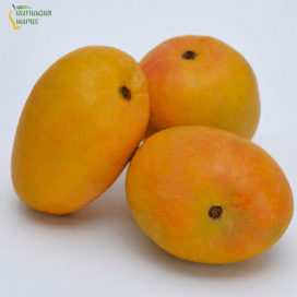 Alphonso Mango Season