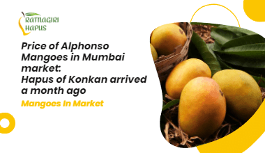 Price of Alphonso Mango