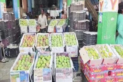 Price of Alphonso Mango