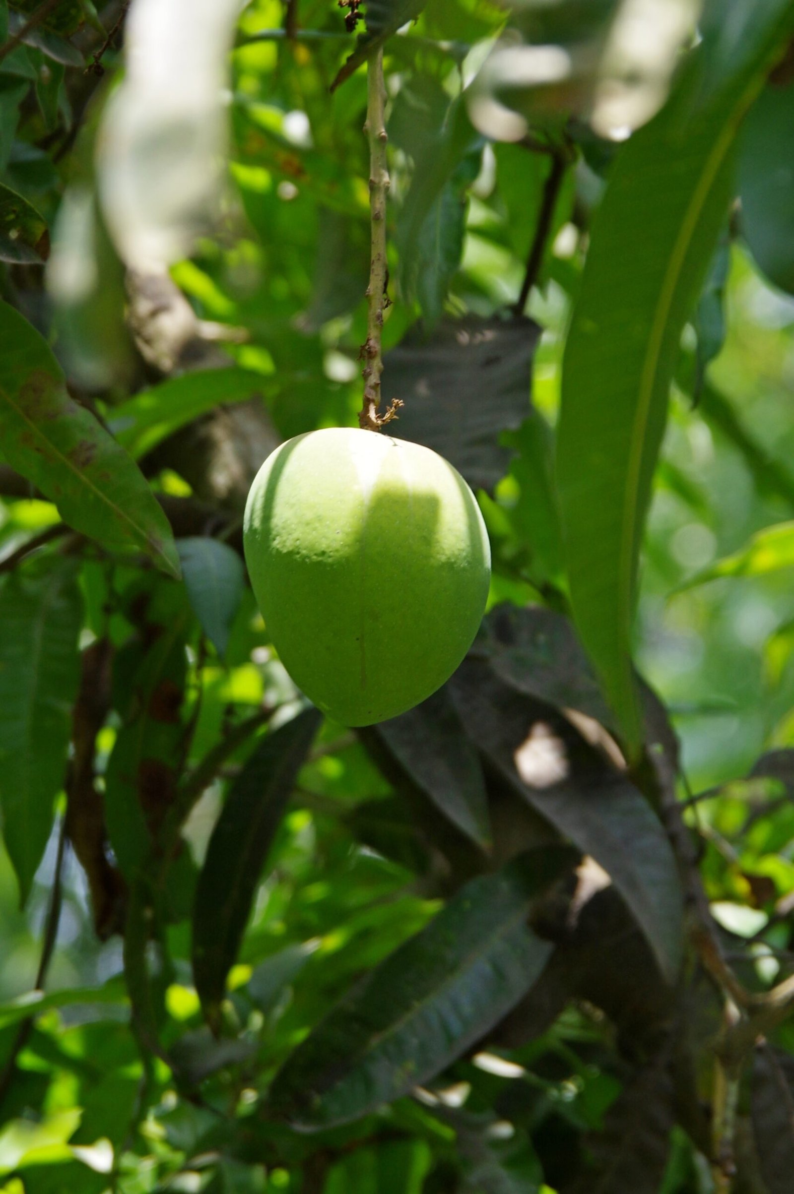 a green fruit hanging from a tree in a forest