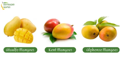 Discover the World's Most Exotic Mango Breeds: A Tropical Adventure Awaits!