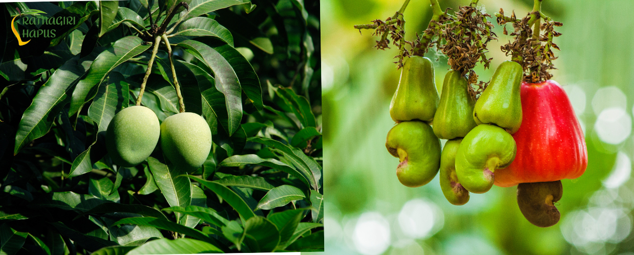 Sustainable Farming Practices in Ratnagiri: How We Grow Quality Alphonso Mangoes & Cashew Nuts