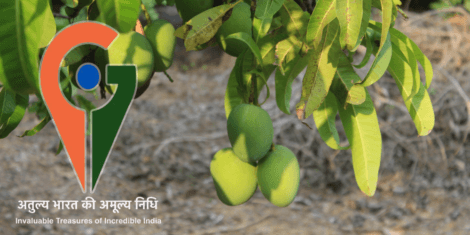 GI Tag for Alphonso Mango