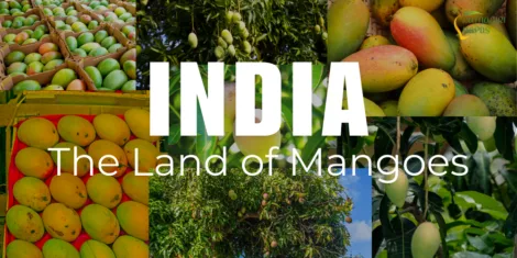 India The Land of Mangoes