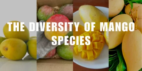 The Diversity of Mango Species