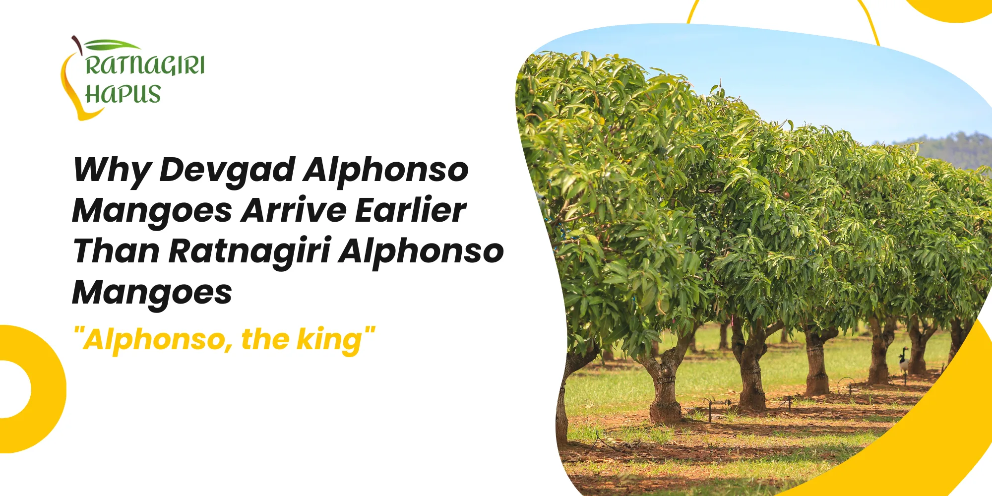 Why Devgad Alphonso Mangoes Arrive Earlier Than Ratnagiri