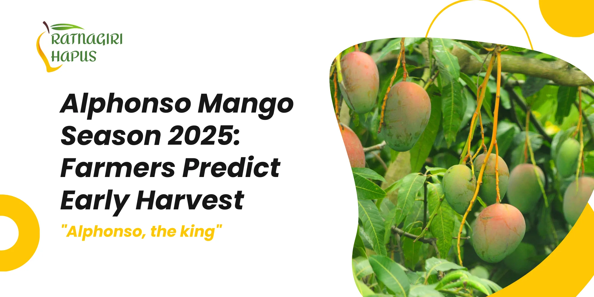 Alphonso Mango Season 2025: Farmers Predict Early Harvest