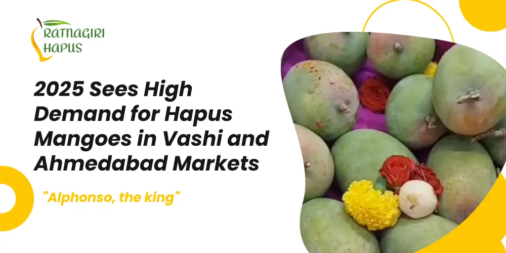 2025 Sees High Demand for Hapus Mangoes in Vashi and Ahmedabad Markets