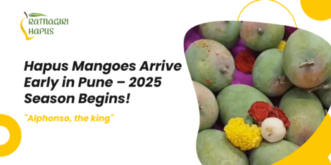 Hapus Mangoes Arrive Early in Pune – 2025 Season Begins!