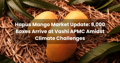 Hapus Mango Market Update: 9,000 Boxes Arrive at Vashi APMC Amidst Climate Challenges