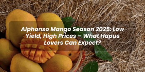 Alphonso Mango Season 2025: Low Yield, High Prices – What Customers Can Expect?