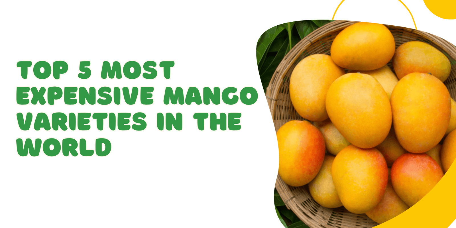 🥭 Top 5 Most Expensive Mango Varieties in the World – 2025 Edition