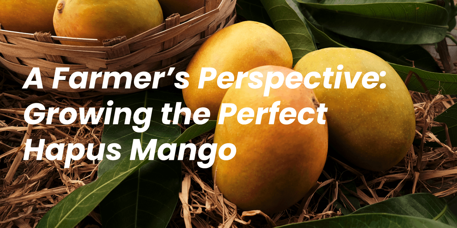 A Farmer’s Perspective: Growing the Perfect Hapus Mango When you bite into a sweet, golden slice of Hapus mango, you taste not just fruit but the hard work of generations. For many farmers in the Konkan belt, especially in Ratnagiri and Devgad, growing Alphonso mangoes (fondly called “Hapus”) isn’t just a seasonal activity—it’s a way of life. Deep Roots in the Konkan Soil The perfect Hapus mango begins with the perfect soil. The laterite-rich red soil of Ratnagiri and Sindhudurg districts, combined with the sea breeze and moderate rainfall, creates a unique environment for this fruit. Farmers here rely on traditional methods passed down over generations, while slowly incorporating scientific knowledge to improve yield without compromising on quality. The Role of Climate and Natural Ripening Hapus mango farming is highly sensitive to climate. Farmers closely monitor flowering (mohar), which usually begins between October and December. The temperature, rainfall, and even unexpected heat waves can dramatically affect the flowering and fruiting process. A sudden rise in temperature during mohar can burn flowers, resulting in fewer mangoes. This is why careful planning, organic pest control, and timely irrigation are essential. Unlike many commercial mangoes, true Hapus mangoes are naturally ripened. Farmers use traditional grass beds to ripen mangoes gradually, without using chemicals. This natural process preserves the authentic taste, aroma, and texture that makes Alphonso so special. Getting the Right Price for Quality Farmers often struggle to receive fair prices, especially when cheap mangoes from other regions are falsely sold as Ratnagiri or Devgad Hapus. However, platforms like Ratnagiri Hapus Store are changing this. By sourcing directly from farms and selling online across India, they ensure that farmers are paid fairly and customers receive genuine, GI-certified Hapus mangoes. This not only creates trust but also motivates farmers to continue growing high-quality, naturally ripened produce. Over 20,000 customers have been served through this model, proving that with the right system, traditional farming and modern distribution can work hand in hand. Passion Meets Precision Growing Hapus mangoes is more than a profession—it’s a passion. Farmers spend years nurturing trees, protecting them from pests, and ensuring the fruit meets the highest quality standards. Many even name their trees, tending to them like family. This dedication reflects in every mango you taste. Behind every juicy bite is a story of patience, perseverance, and pride. The Road Ahead As climate conditions shift and consumer expectations rise, farmers continue to adapt. With help from cooperatives, government support, and customer awareness, they are hopeful that the legacy of Hapus mangoes will not only survive but thrive. So, next time you savor a Ratnagiri or Devgad Hapus, remember the hands that made it possible. And if you want the real deal—naturally ripened, fresh, and directly from the Konkan farms—head to Ratnagiri Hapus Store. You won’t just be buying mangoes; you’ll be supporting a farmer’s dream.