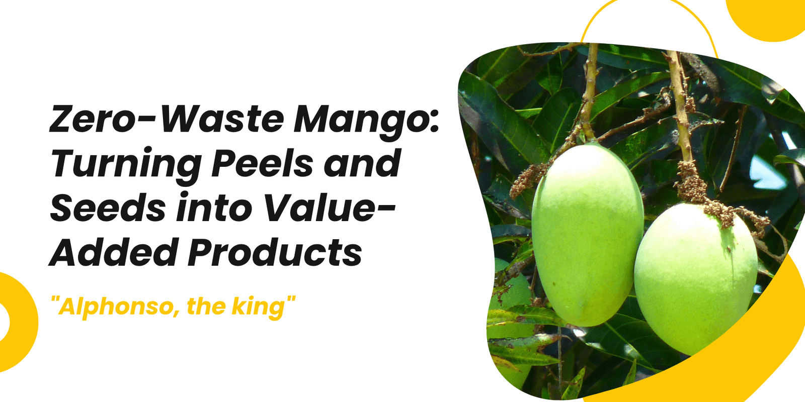 Zero-Waste Mango: Turning Peels and Seeds into Value-Added Products
