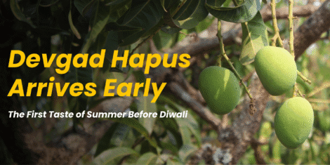 Devgad Hapus Arrives Early