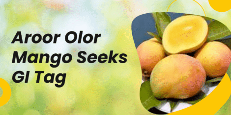 Aroor Olor Mango Seeks GI Tag — Following the Trailblazer, Ratnagiri Hapus
