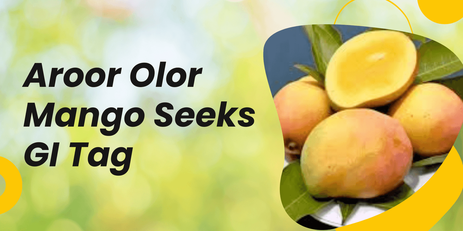 Aroor Olor Mango Seeks GI Tag — Following the Trailblazer, Ratnagiri Hapus