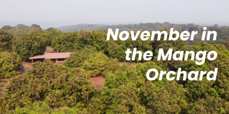 November in the Mango Orchard: The Secret Resting Season of Ratnagiri Hapus