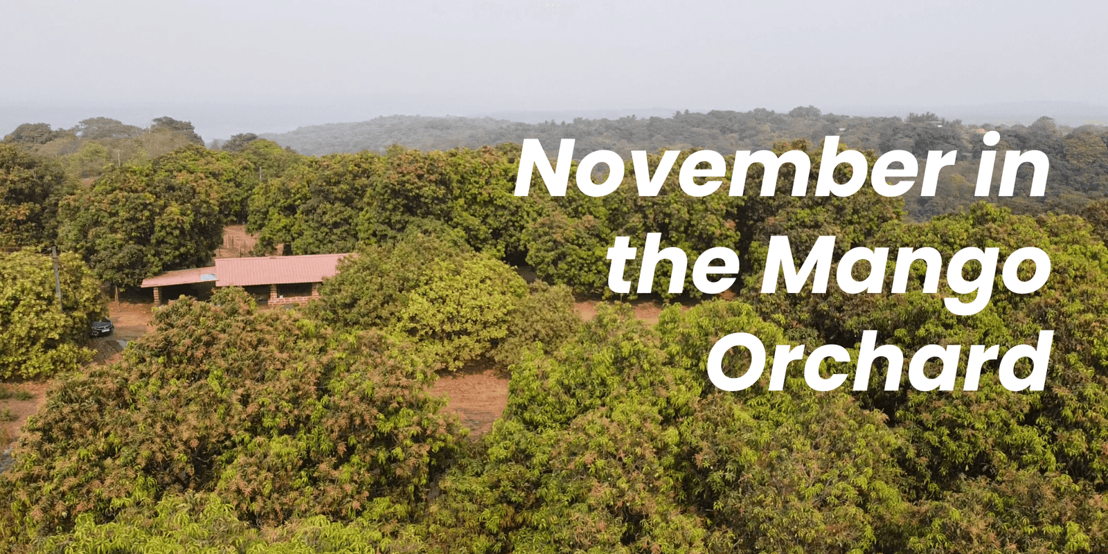 November in the Mango Orchard: The Secret Resting Season of Ratnagiri Hapus
