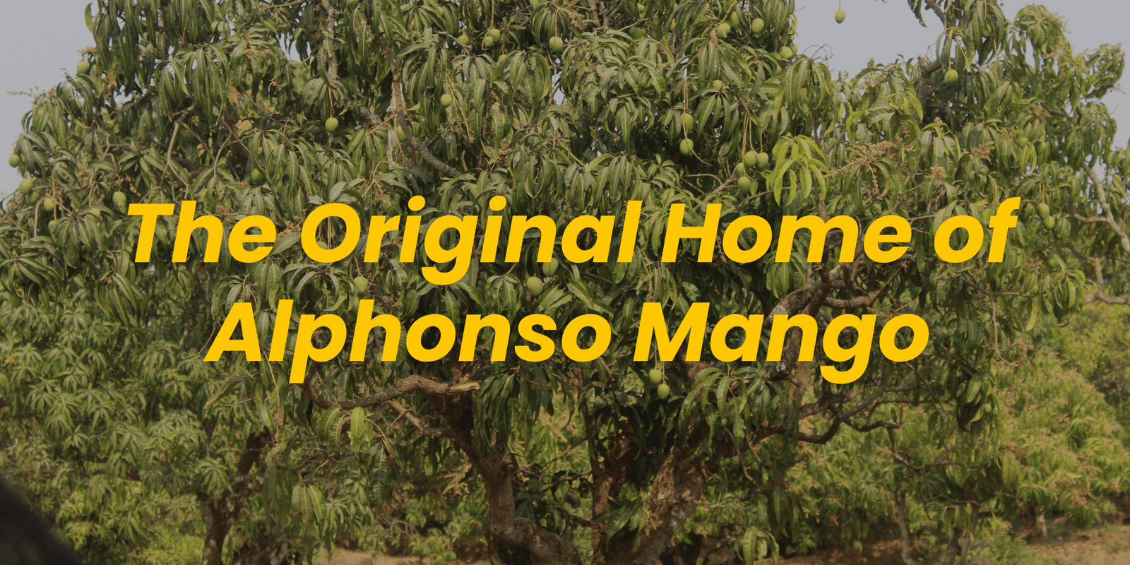 The Original Home of Alphonso Mango