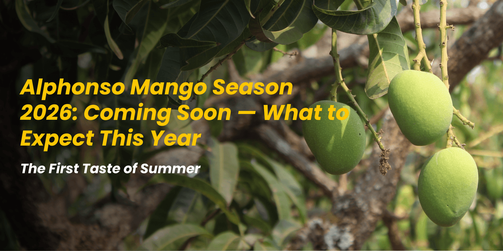 Alphonso Mango Season 2026 Coming Soon — What to Expect This Year
