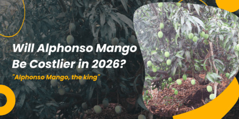 Will Alphonso Mango Be Costlier in 2026?
