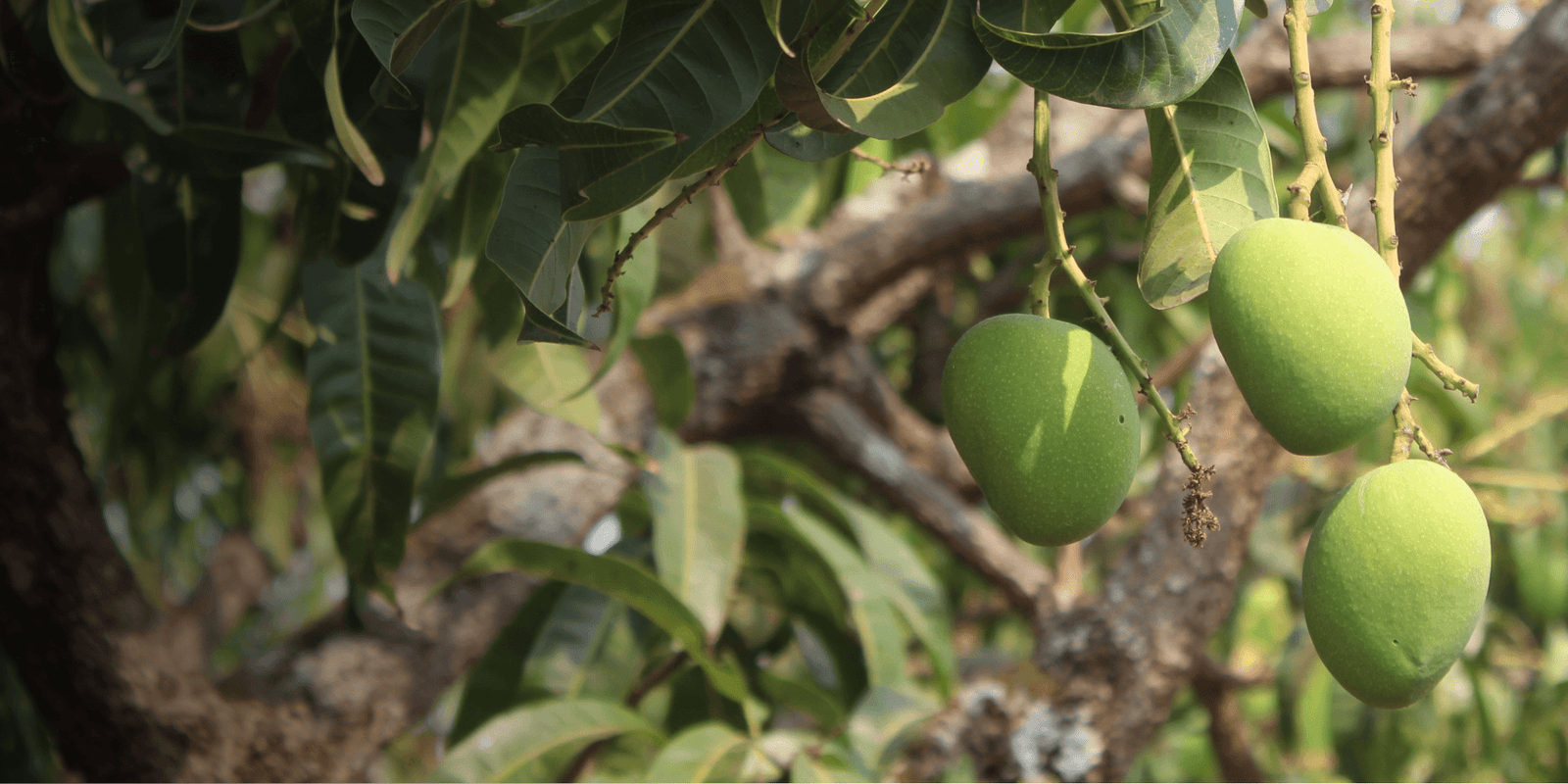 Alphonso Mango Farmers Face Distress in 2026 as Yield Drops Sharply in Konkan