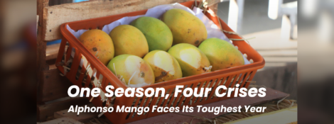 Alphonso Mango Faces Its Toughest Year