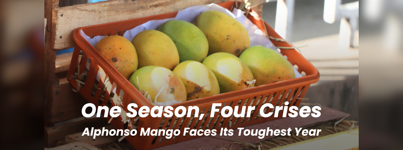 Alphonso Mango Faces Its Toughest Year