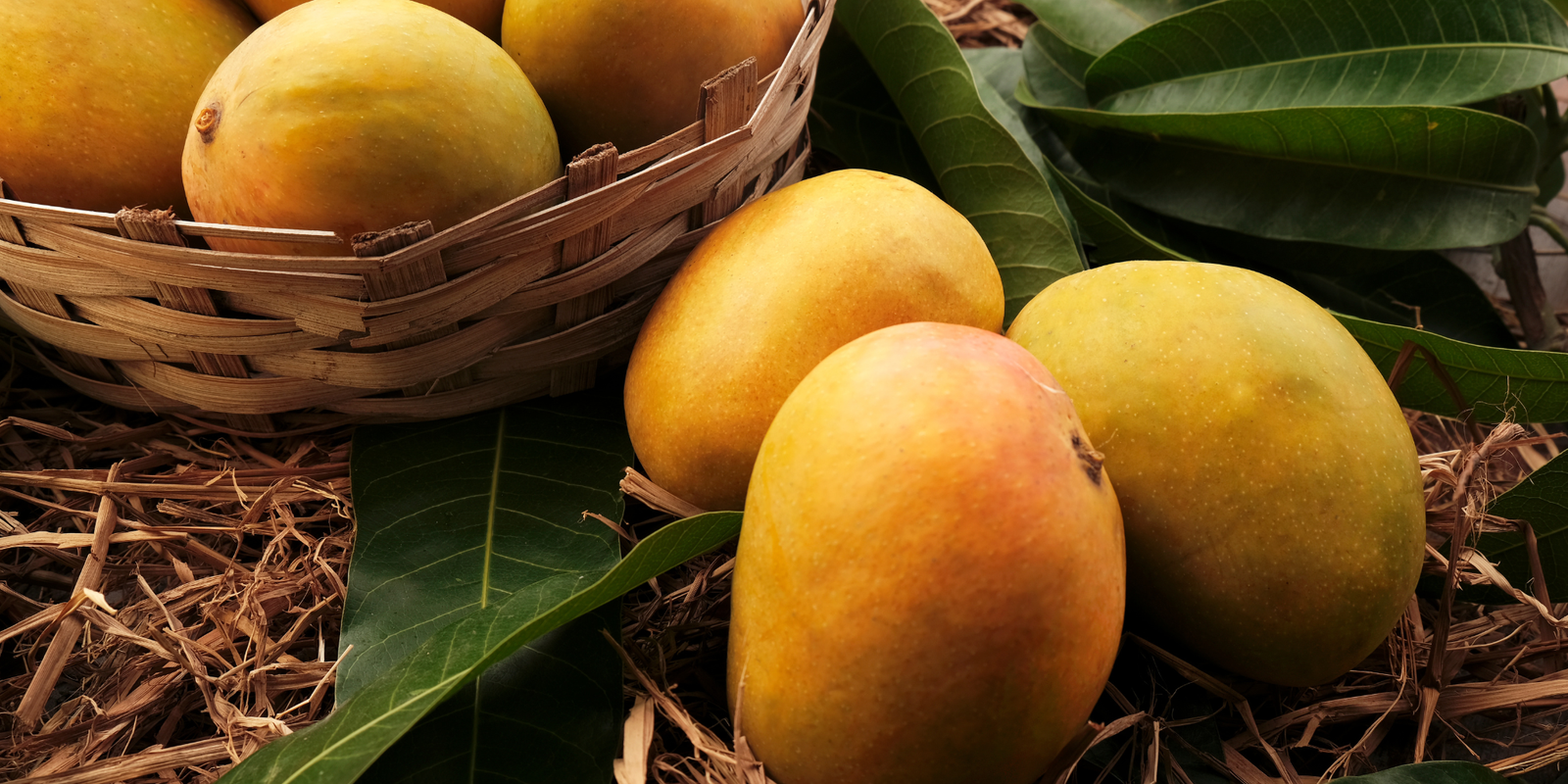 What is Alphonso Mango? Everything You Need to Know About the King of Mangoes