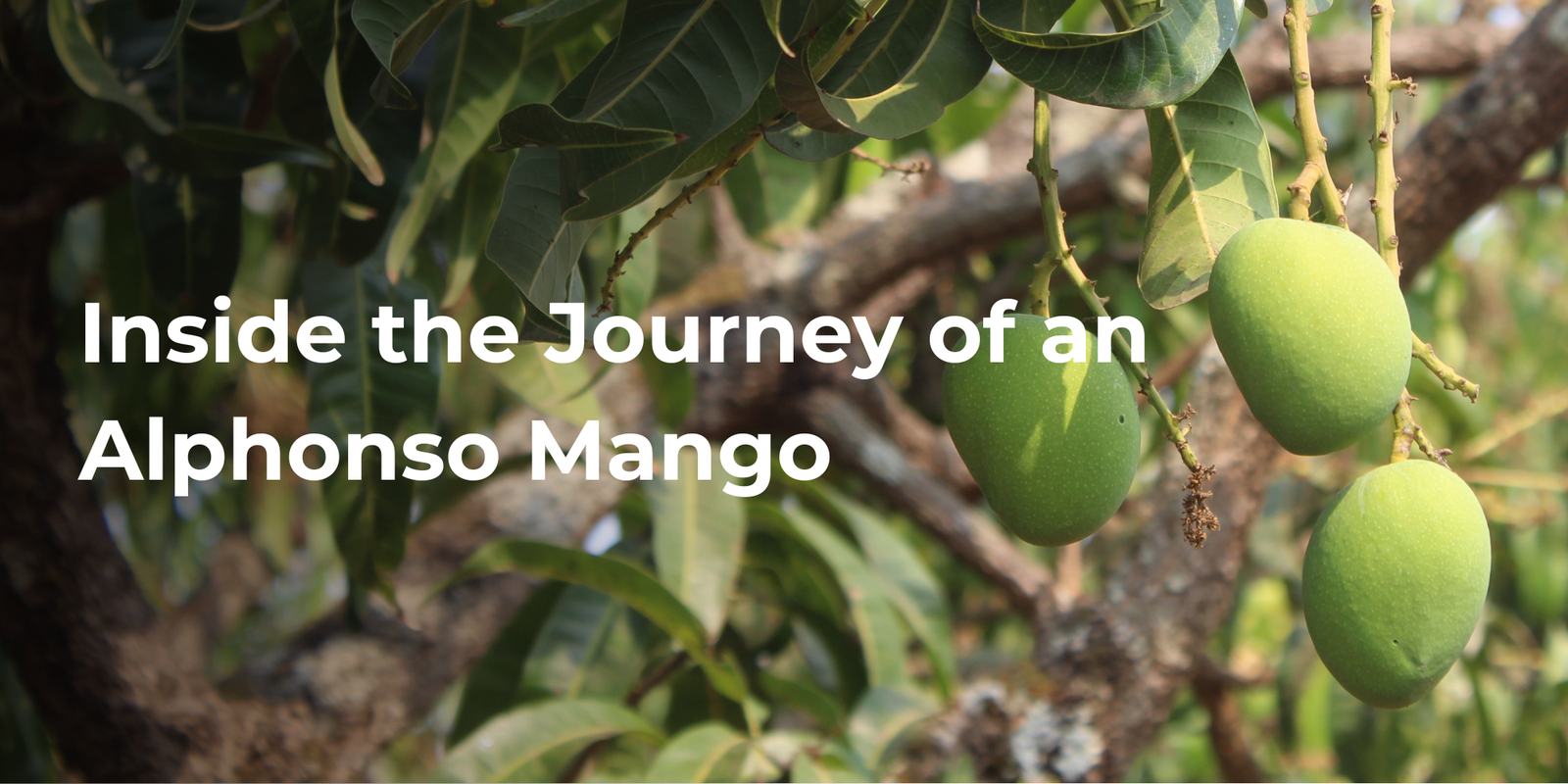 Inside the Journey of an Alphonso Mango: From Ratnagiri Orchard to Your Doorstep